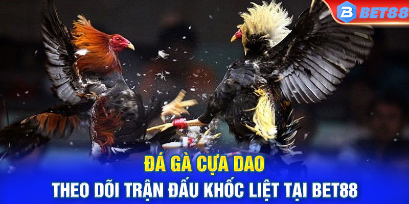 Đá Gà Cựa Dao - Theo Dõi Trận Đấu Khốc Liệt Tại Bet88